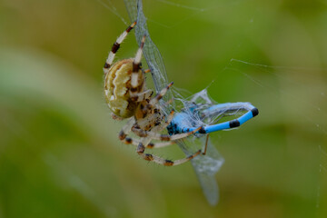 Close-up of a spider eating a dragonfly
