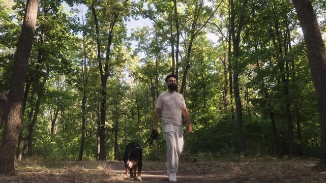 A man walks his bernese mountain dog down a sunny path in the forest. They are enjoying the summer weather.