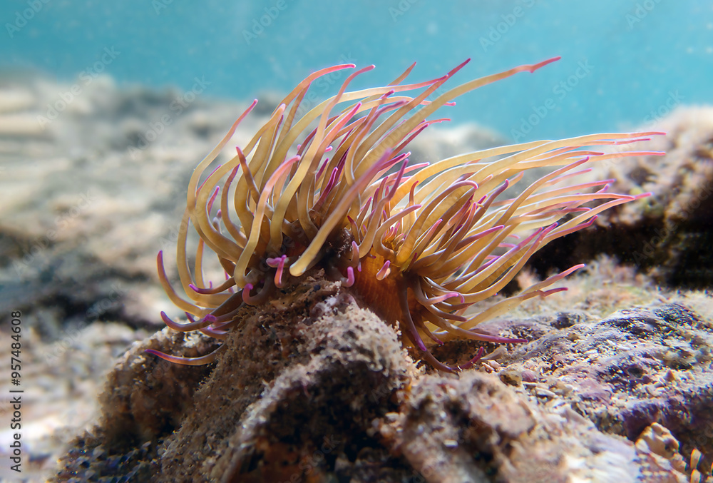 Poster Mediterranean snakelocks sea anemone - Anemonia sulcata