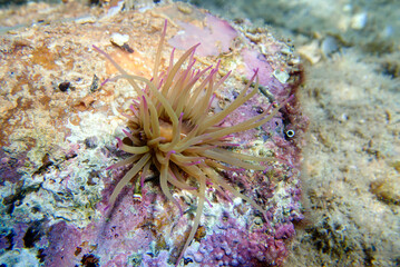 Mediterranean snakelocks sea anemone - Anemonia sulcata