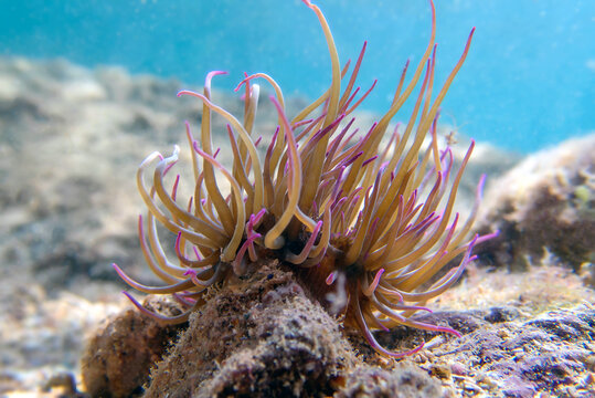 Mediterranean snakelocks sea anemone - Anemonia sulcata