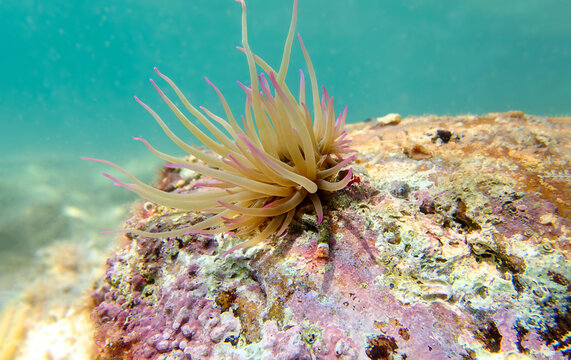 Mediterranean snakelocks sea anemone - Anemonia sulcata