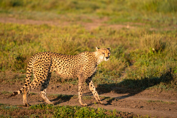 Cheetah With Red Eyes Walking in Dirt Track, Serengeti Tanzania