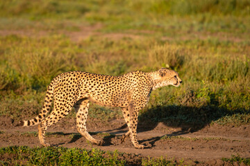 Cheetah in Profile Walking in Dirt Track, Serengeti Tanzania