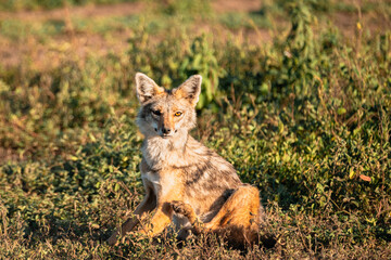 Jackal Mid-Scratch, Serengeti Tanzania Looking At Camera, Serengeti Tanzania