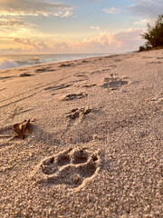 Manasota Key beach at sunrise with paw print