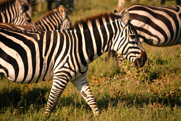 Fototapeta premium Zebras in Profile, Serengeti Tanzania