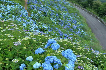 高原に咲き始めたアジサイ　（徳島県　大川原高原）