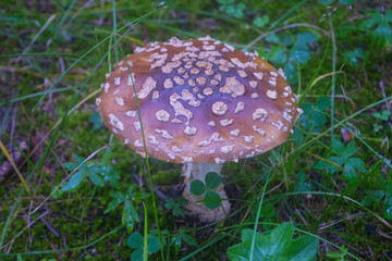 Poisonous mushroom Amanita regalis in the wet spruce forest. Known as royal fly agaric or king of Sweden Amanita.