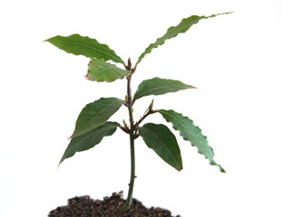 Young plant of Bay tree, Laurus nobilis, isolated on white background