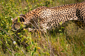Prowling Cheetah, Serengeti Tanzania