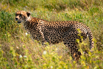 Cheetah Looking For Food, Serengeti Tanzania