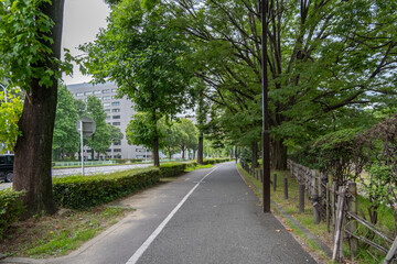 An urban street in Japan with lush green trees lining the road,creating a canopy of shade.A paved pathway runs alongside the road for pedestrians and cyclists, separated from the car traffic by shrubs
