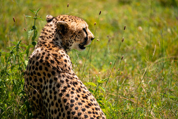 Young Cheetah Looking Over Shoulder, Serengeti Tanzania