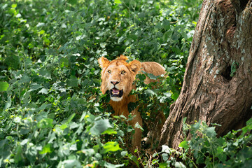 Lion Emerging From Tree & Bushes, Serengeti Tanzania