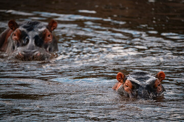 Fototapeta premium Hippo Eyes in River, Serengeti Tanzania