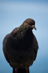 pigeon on the rock