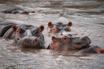 Family of Hippopotamus in River, Serengeti Tanzania