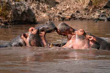 Two Hippos Mouth to Mouth, Fighting, Serengeti Tanzania