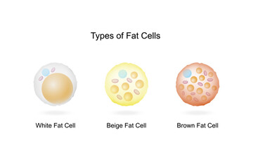 Types of Fat Cells. Adipocytes. Brown, Beige, and White fat cells. Lipid droplets. Vector illustration.