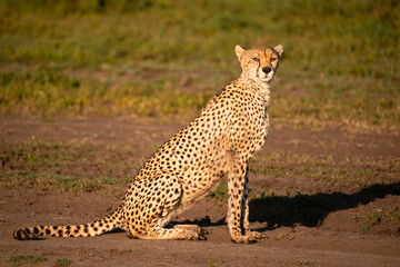 Cheetah With Glowing Eyes Sitting in Dirt Track, Serengeti Tanzania