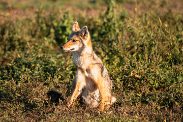 Sitting Jackal, Serengeti Tanzania