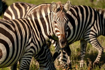 Zebra Looking At Camera, Serengeti Tanzania
