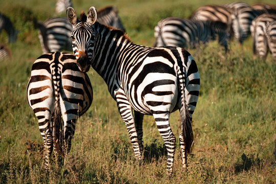 Zebra Looking Back at Camera, Another Zebra's Rump, Serengeti Tanzania
