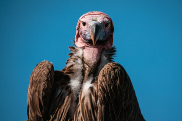 Vulture Portrait, Serengeti Tanzania