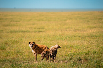 Mother Hyena & Two Children, Serengeti Tanzania