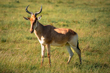 Hartebeest in Grass, Serengeti National Park, Tanzania