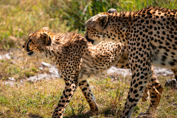 Two Cheetahs Hunting, Serengeti Tanzania