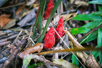 Tropical Zingiber zerumbet or Bitter Ginger in Forest