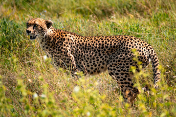 Cheetah Looking For Food, Serengeti Tanzania
