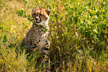Young Cheetah in Bushes, Serengeti Tanzania