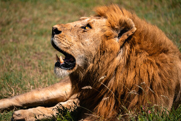 Profile of Lion Looking to Sky & Showing Teeth, Serengeti Tanzania