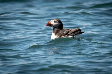 Atlantic Puffins in Maine