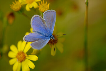 Common Blue Butterfly on yellow flower