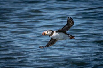 Atlantic Puffins in Maine
