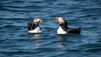 Fototapeta premium Atlantic Puffins in Maine