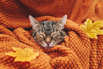 Cute tabby cat in glasses sleeping wrapped in wool orange blanket. Fall mood, autumn vibes. Thanksgiving day.