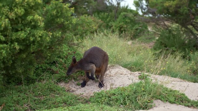 The agile wallaby, Macropus agilis also known as the sandy wallaby is a species of wallaby found in northern Australia and New Guinea.