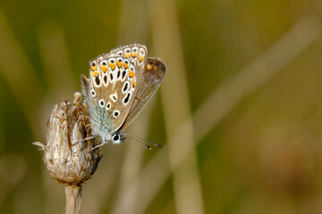 Close-up of a female blue butterfly sitting on a dried plant 