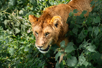 Lion Emerging From Dense Bushes, Serengeti Tanzania