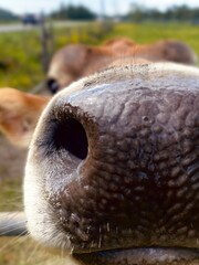 Cow muzzle