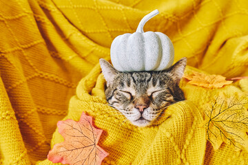 Cute tabby cat with small pumpkin on it's head sleeping wrapped in wool yellow blanket. Fall mood, autumn vibes. Thanksgiving day.