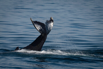 Humpback Whale in the Gulf of Maine