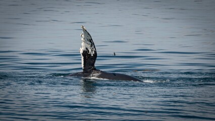 Fototapeta premium Humpback Whale in the Gulf of Maine
