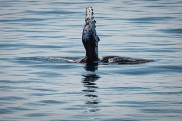Obraz premium Humpback Whale in the Gulf of Maine