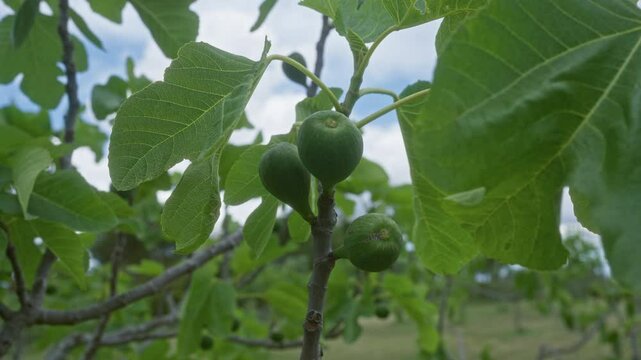 Close-up of ripe figs on a fig tree branch with green leaves in puglia, italy.